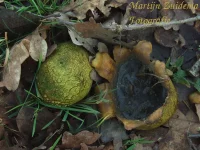 Ruitjesbovist [Calvatia utriformis]
